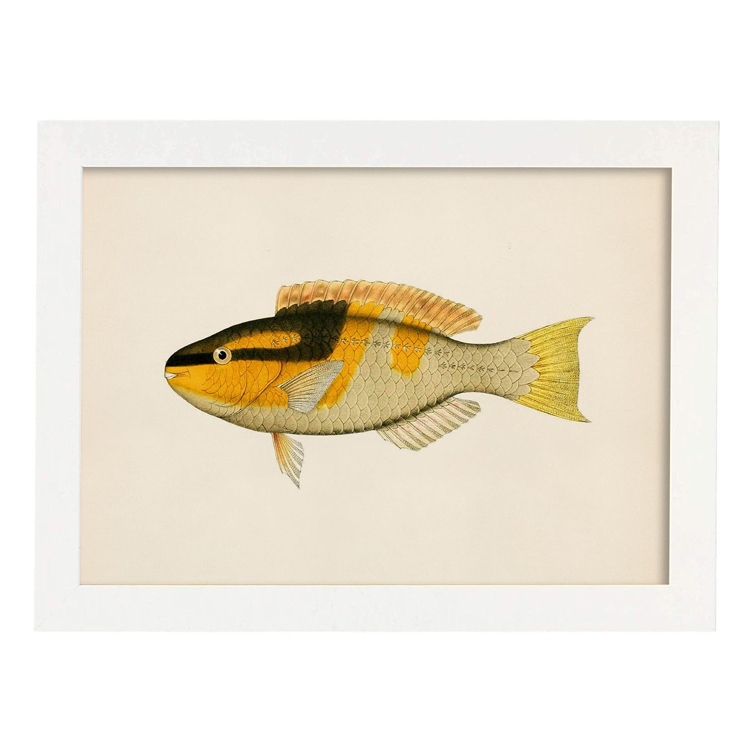 Lámina de pez amarillo, negro y naranja en , fondo papel vintage.-Artwork-Nacnic-A3-Marco Blanco-Nacnic Estudio SL