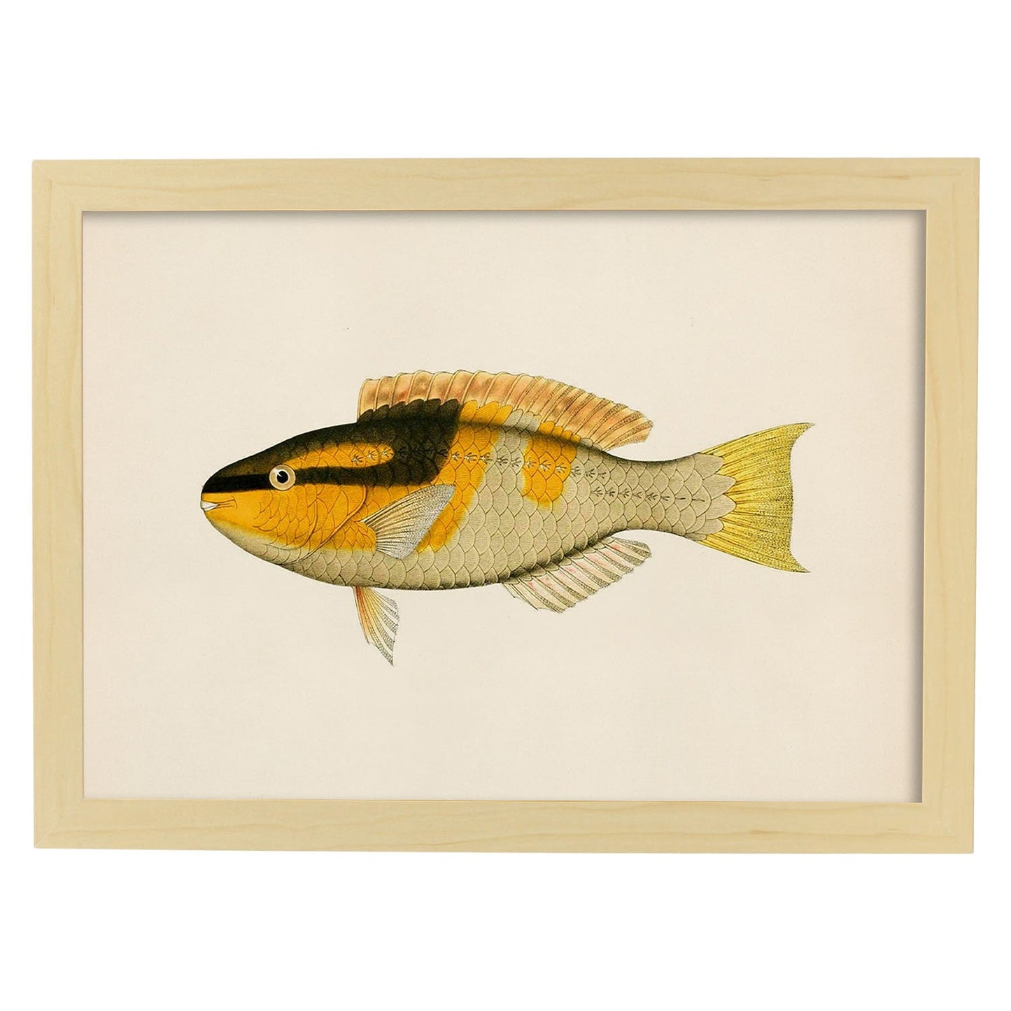 Lámina de pez amarillo, negro y naranja en , fondo papel vintage.-Artwork-Nacnic-A3-Marco Madera clara-Nacnic Estudio SL