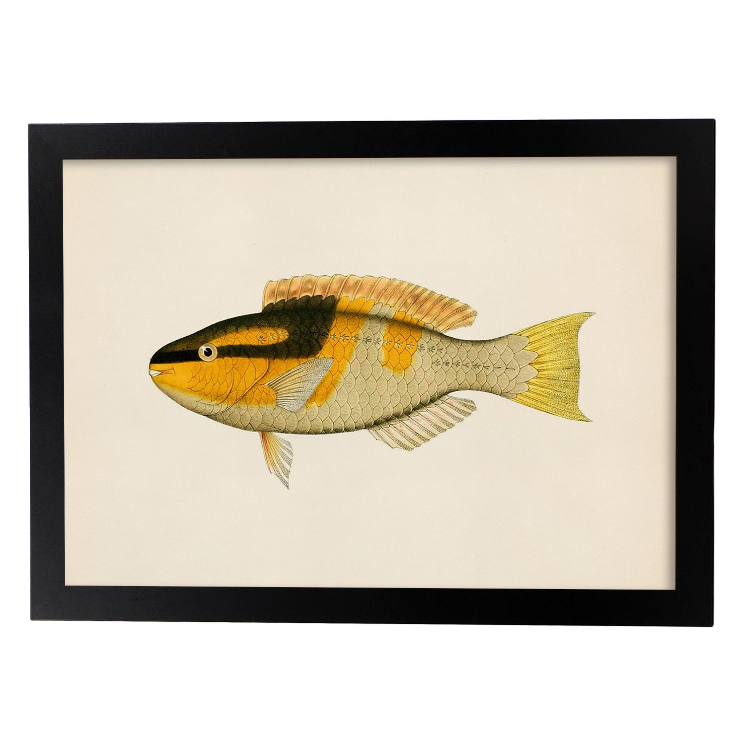 Lámina de pez amarillo, negro y naranja en , fondo papel vintage.-Artwork-Nacnic-A3-Marco Negro-Nacnic Estudio SL