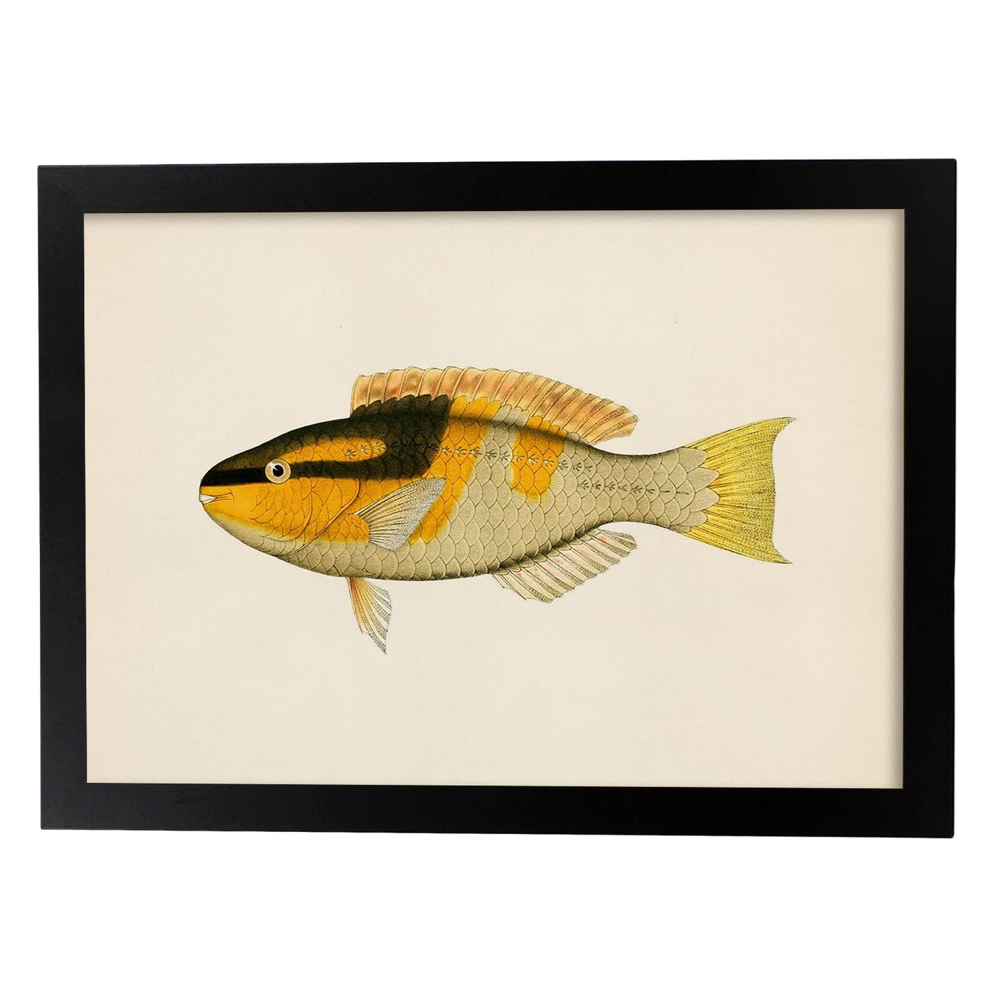 Lámina de pez amarillo, negro y naranja en , fondo papel vintage.-Artwork-Nacnic-A4-Marco Negro-Nacnic Estudio SL