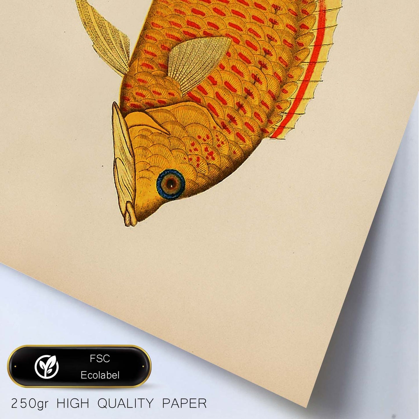 Lámina de pez amarillo, rojo y naranja en , fondo papel vintage.-Artwork-Nacnic-Nacnic Estudio SL