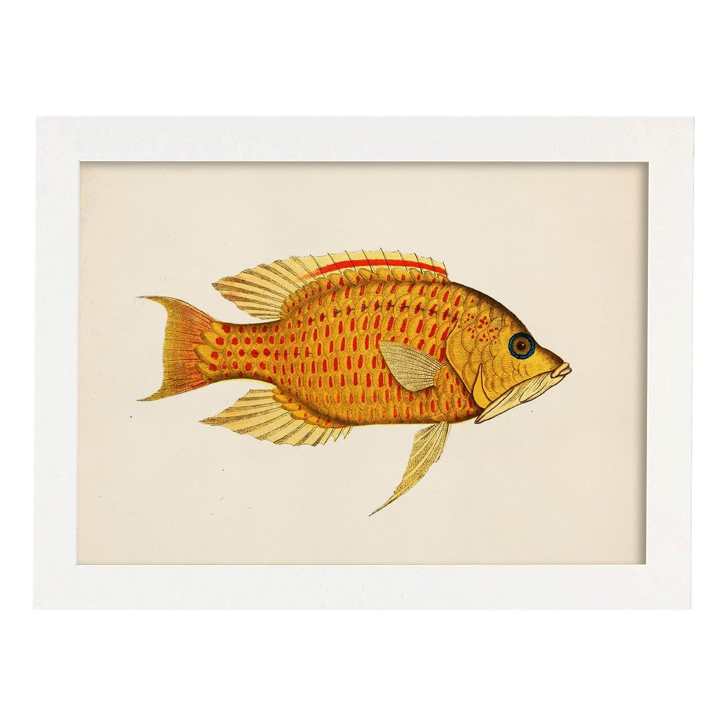 Lámina de pez amarillo, rojo y naranja en , fondo papel vintage.-Artwork-Nacnic-A3-Marco Blanco-Nacnic Estudio SL