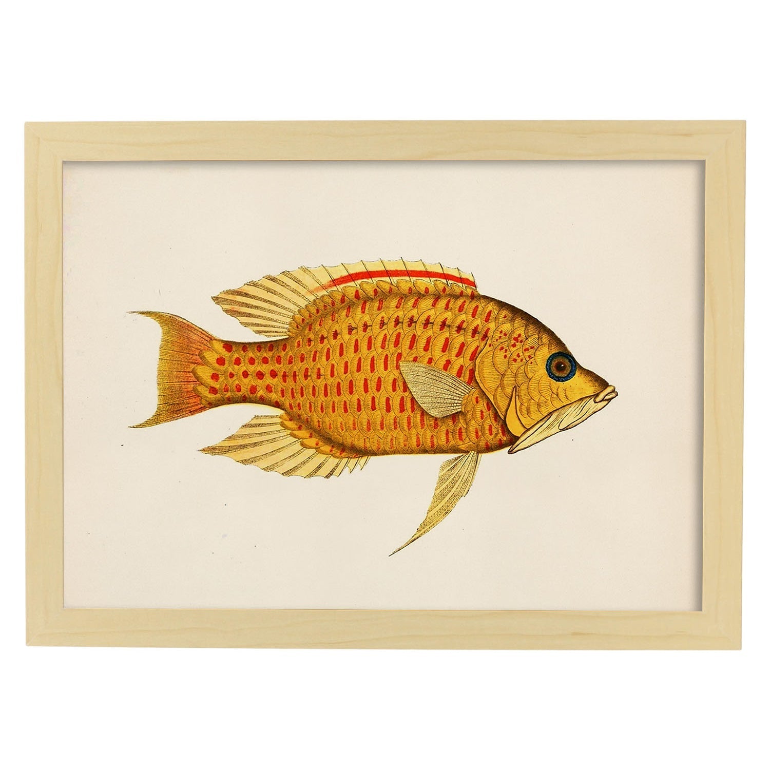 Lámina de pez amarillo, rojo y naranja en , fondo papel vintage.-Artwork-Nacnic-A3-Marco Madera clara-Nacnic Estudio SL