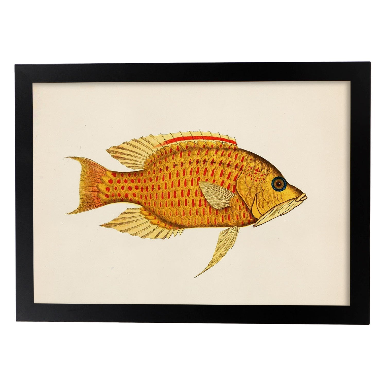 Lámina de pez amarillo, rojo y naranja en , fondo papel vintage.-Artwork-Nacnic-A3-Marco Negro-Nacnic Estudio SL