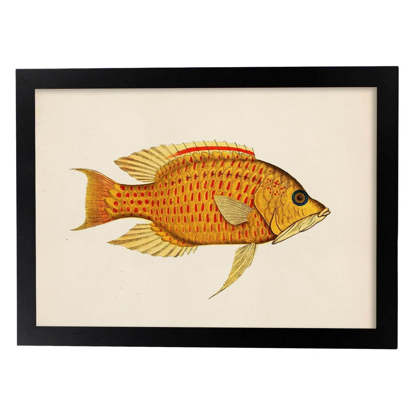 Lámina de pez amarillo, rojo y naranja en , fondo papel vintage.-Artwork-Nacnic-A4-Marco Negro-Nacnic Estudio SL