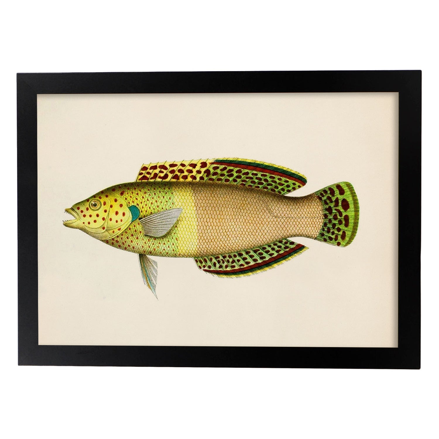 Lámina de pez amarillo, verde y beige en , fondo papel vintage.-Artwork-Nacnic-A4-Marco Negro-Nacnic Estudio SL