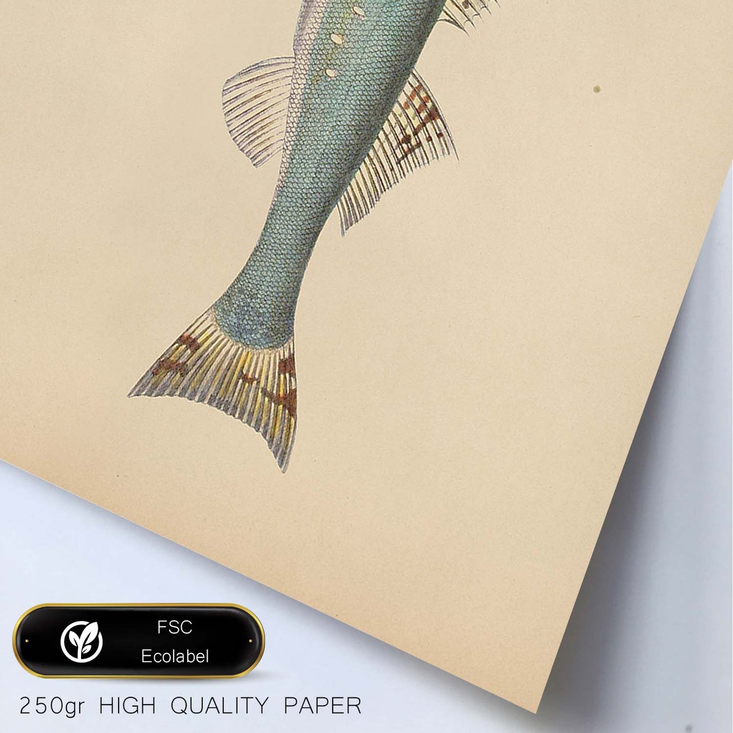 Lámina de pez azul blanco y naranja en , fondo papel vintage.-Artwork-Nacnic-Nacnic Estudio SL