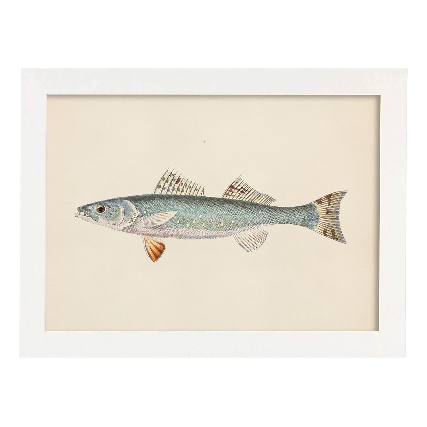 Lámina de pez azul blanco y naranja en , fondo papel vintage.-Artwork-Nacnic-A3-Marco Blanco-Nacnic Estudio SL