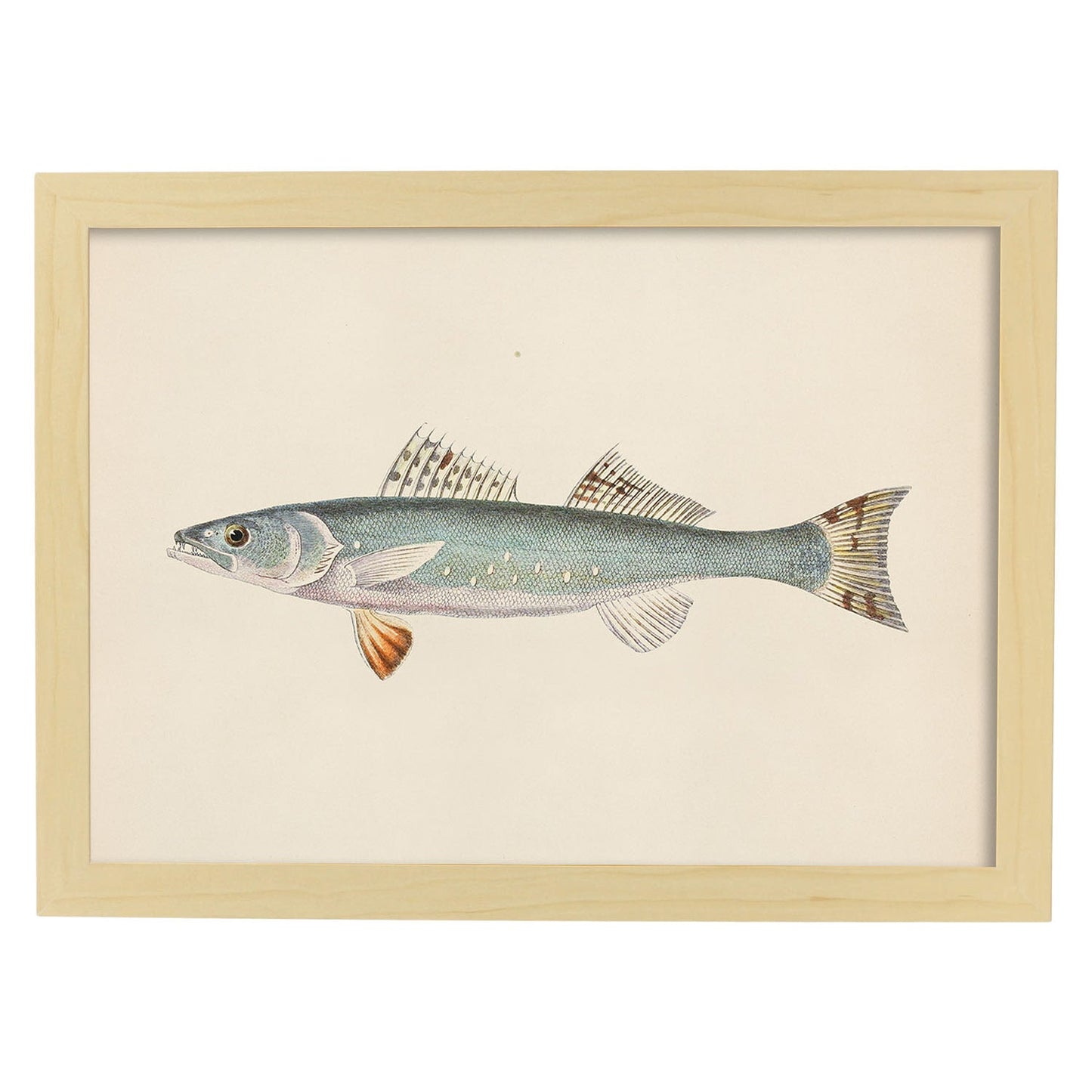 Lámina de pez azul blanco y naranja en , fondo papel vintage.-Artwork-Nacnic-A4-Marco Madera clara-Nacnic Estudio SL