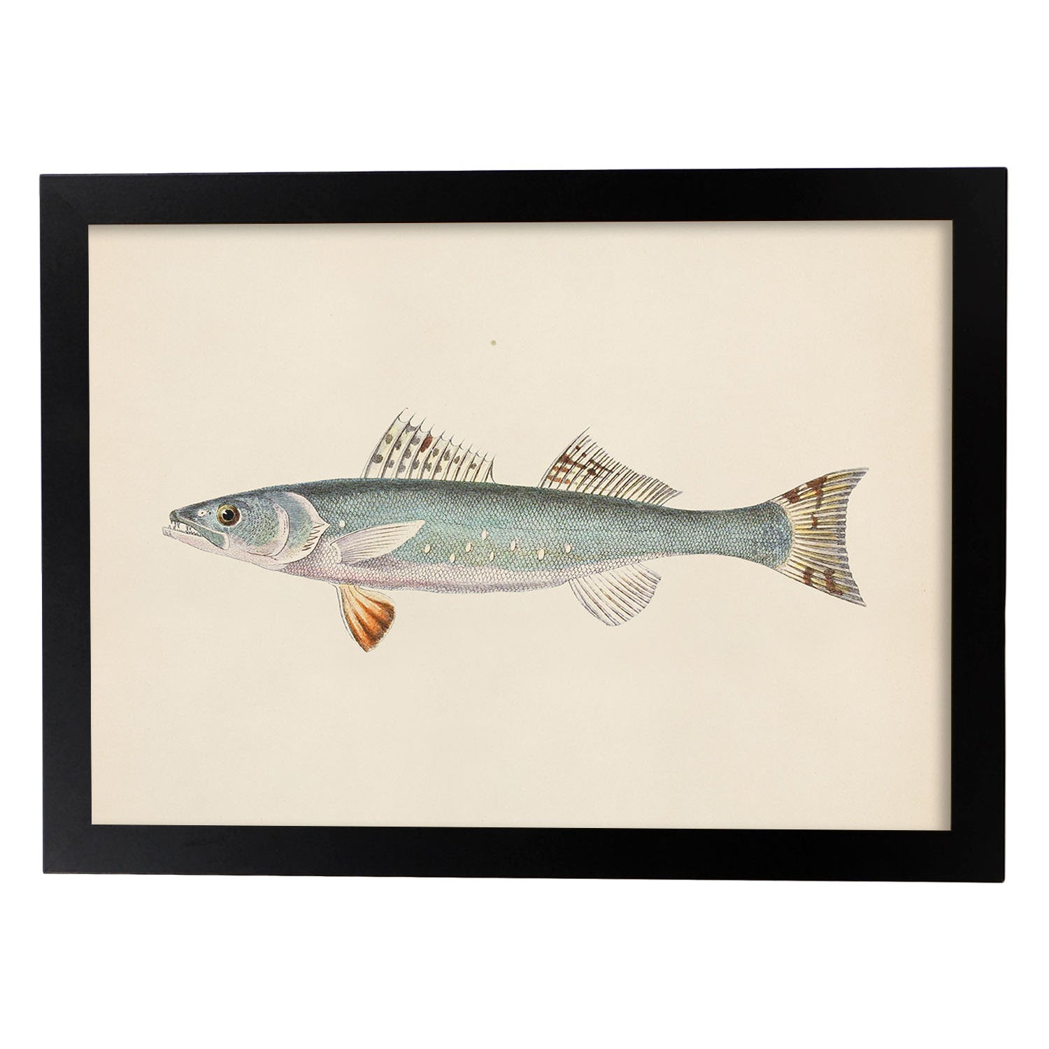 Lámina de pez azul blanco y naranja en , fondo papel vintage.-Artwork-Nacnic-A4-Marco Negro-Nacnic Estudio SL