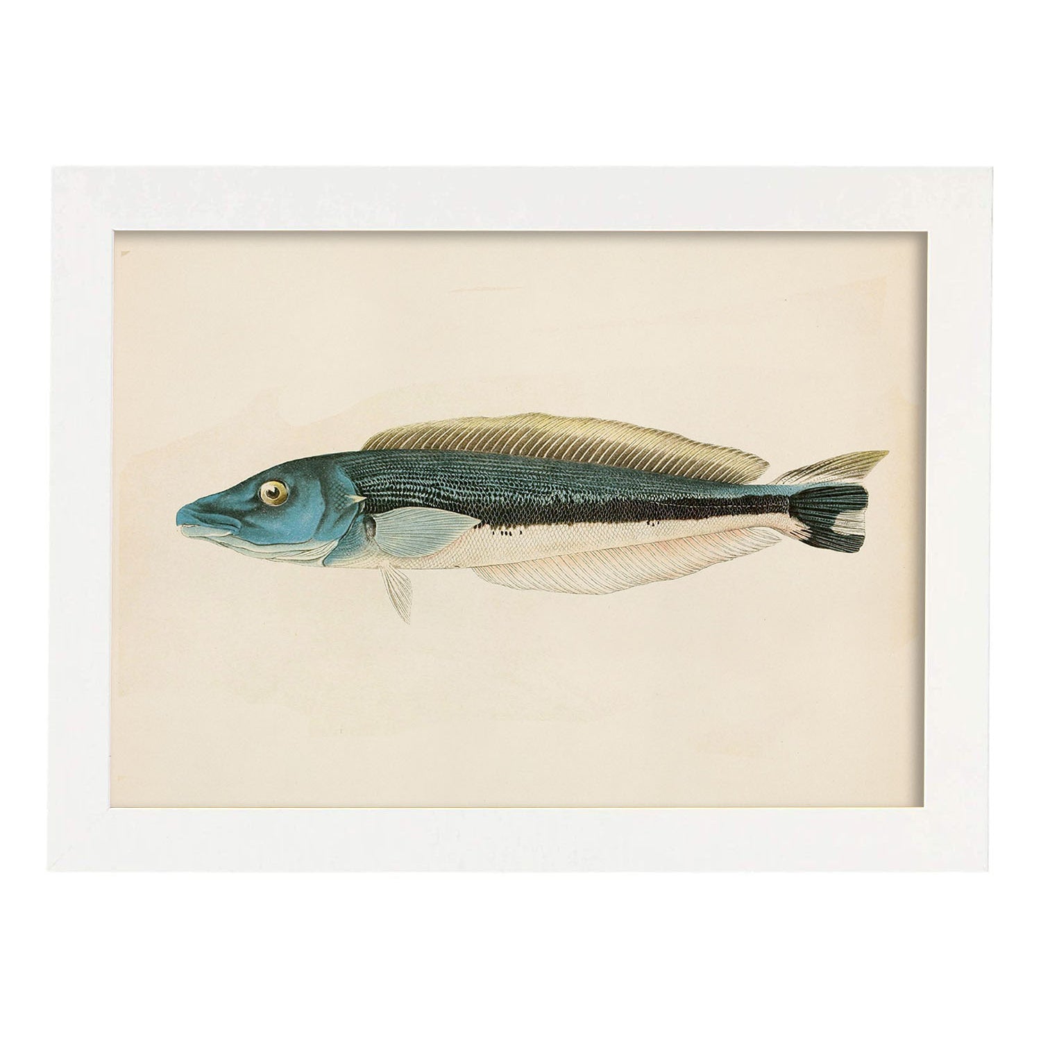 Lámina de pez azul gris y blanco en , fondo papel vintage.-Artwork-Nacnic-A3-Marco Blanco-Nacnic Estudio SL