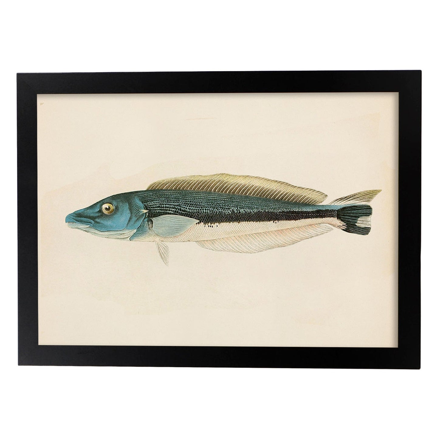 Lámina de pez azul gris y blanco en , fondo papel vintage.-Artwork-Nacnic-A3-Marco Negro-Nacnic Estudio SL