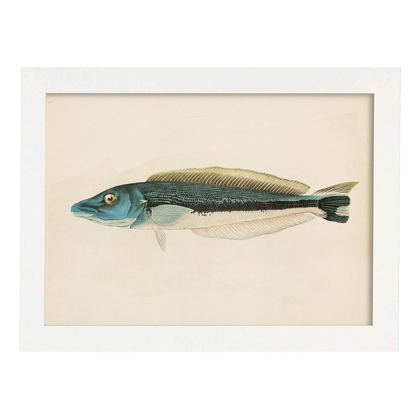 Lámina de pez azul gris y blanco en , fondo papel vintage.-Artwork-Nacnic-A4-Marco Blanco-Nacnic Estudio SL
