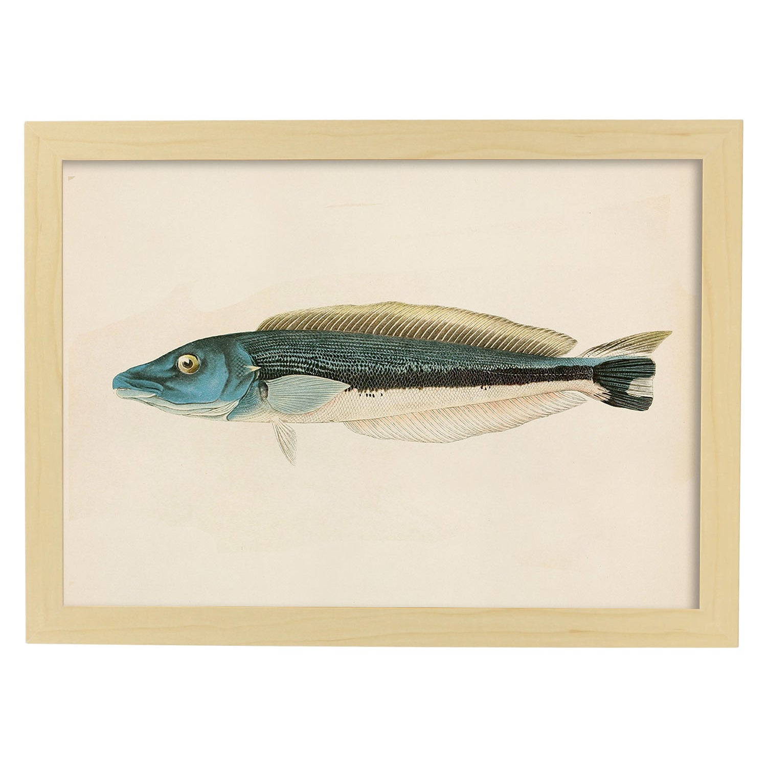 Lámina de pez azul gris y blanco en , fondo papel vintage.-Artwork-Nacnic-A4-Marco Madera clara-Nacnic Estudio SL