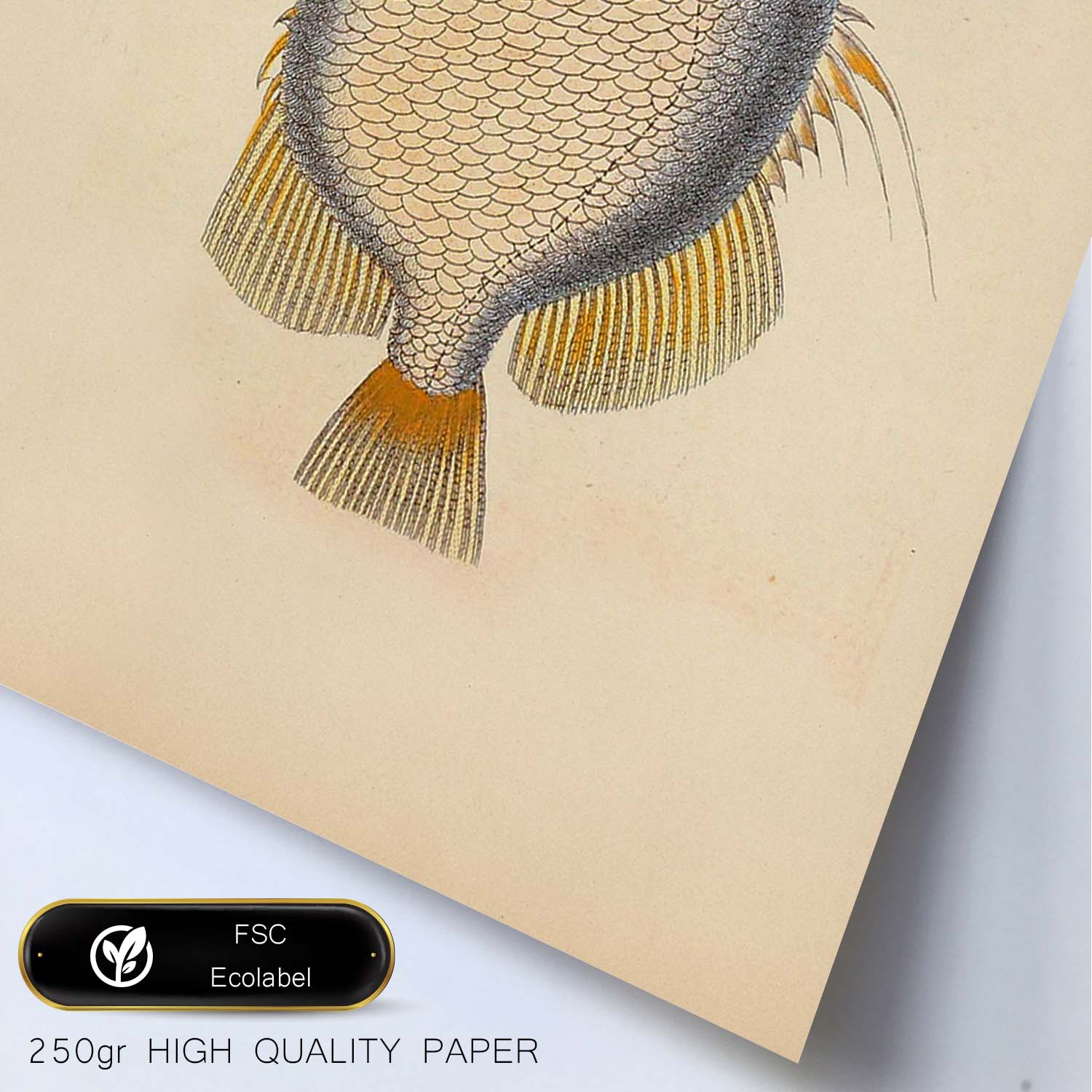 Lámina de pez azul naranja y blanco en , fondo papel vintage.-Artwork-Nacnic-Nacnic Estudio SL
