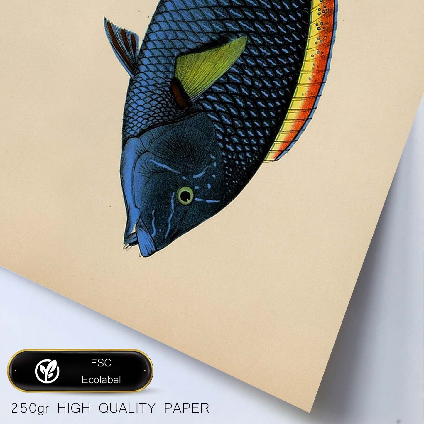 Lámina de pez azul, rojo y amarillo en , fondo papel vintage.-Artwork-Nacnic-Nacnic Estudio SL