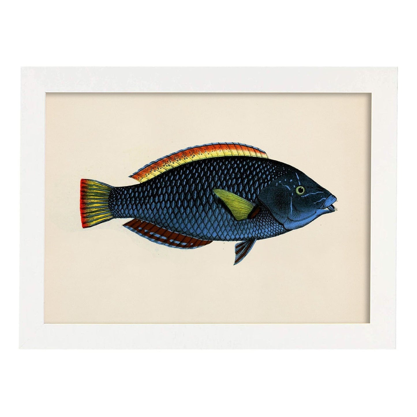 Lámina de pez azul, rojo y amarillo en , fondo papel vintage.-Artwork-Nacnic-A3-Marco Blanco-Nacnic Estudio SL