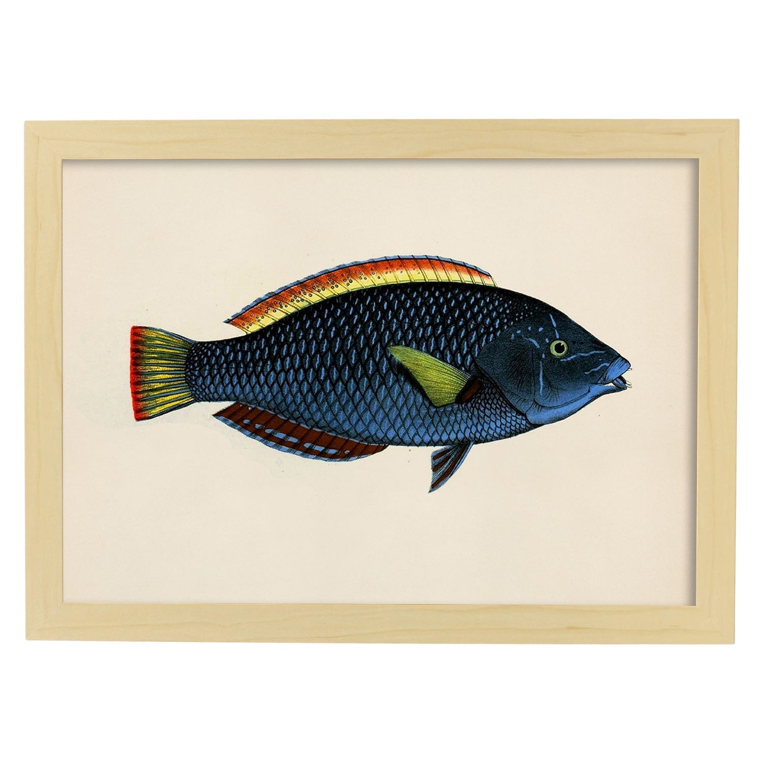 Lámina de pez azul, rojo y amarillo en , fondo papel vintage.-Artwork-Nacnic-A3-Marco Madera clara-Nacnic Estudio SL