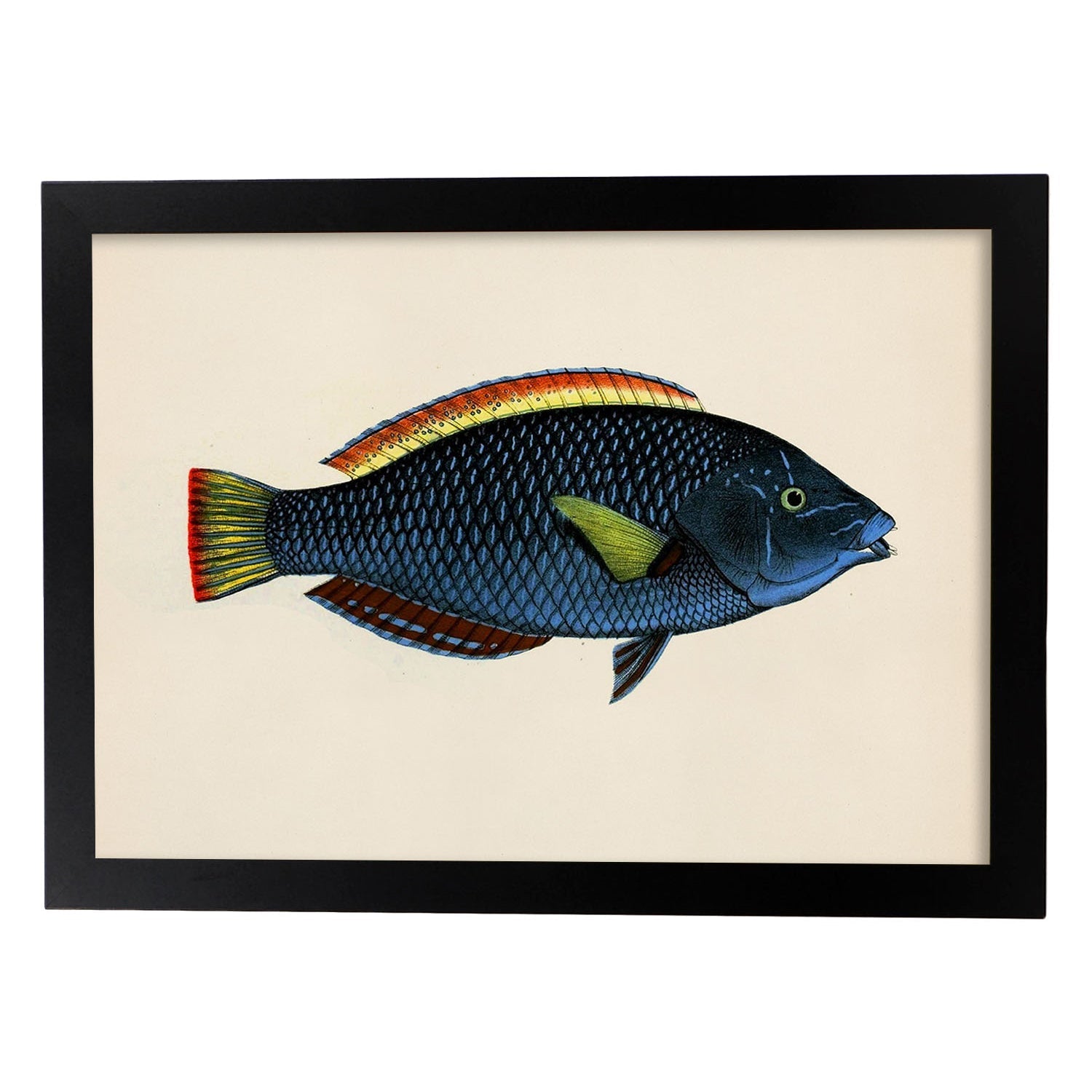Lámina de pez azul, rojo y amarillo en , fondo papel vintage.-Artwork-Nacnic-A3-Marco Negro-Nacnic Estudio SL