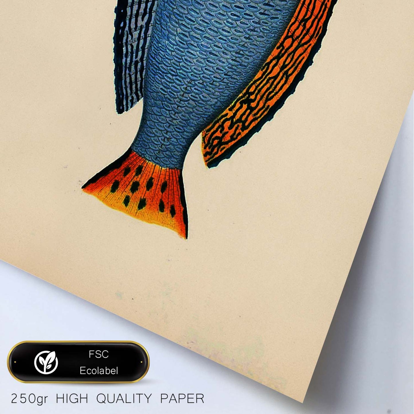 Lámina de pez azul, rojo y negro en , fondo papel vintage.-Artwork-Nacnic-Nacnic Estudio SL