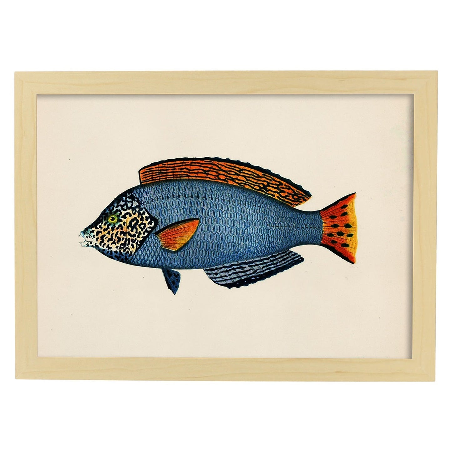 Lámina de pez azul, rojo y negro en , fondo papel vintage.-Artwork-Nacnic-A3-Marco Madera clara-Nacnic Estudio SL