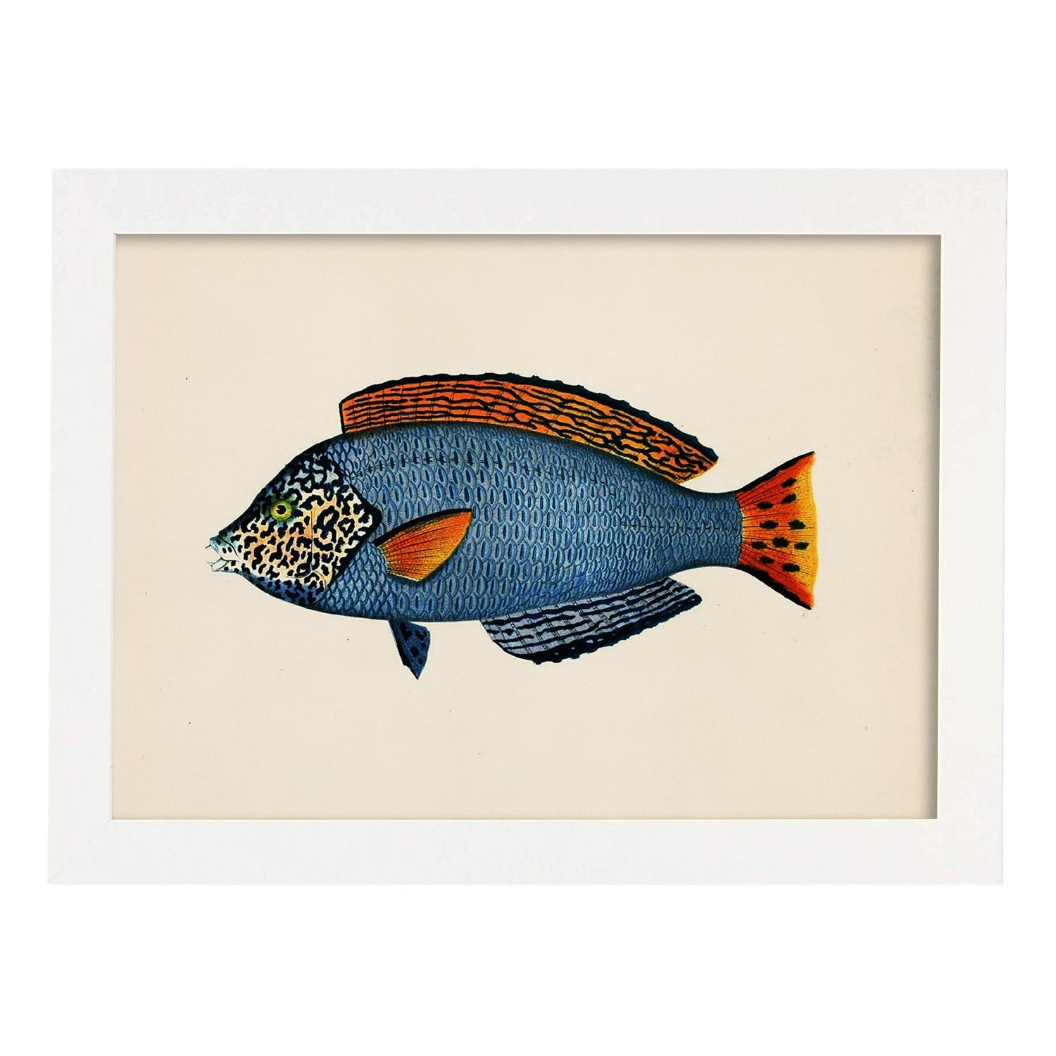 Lámina de pez azul, rojo y negro en , fondo papel vintage.-Artwork-Nacnic-A4-Marco Blanco-Nacnic Estudio SL