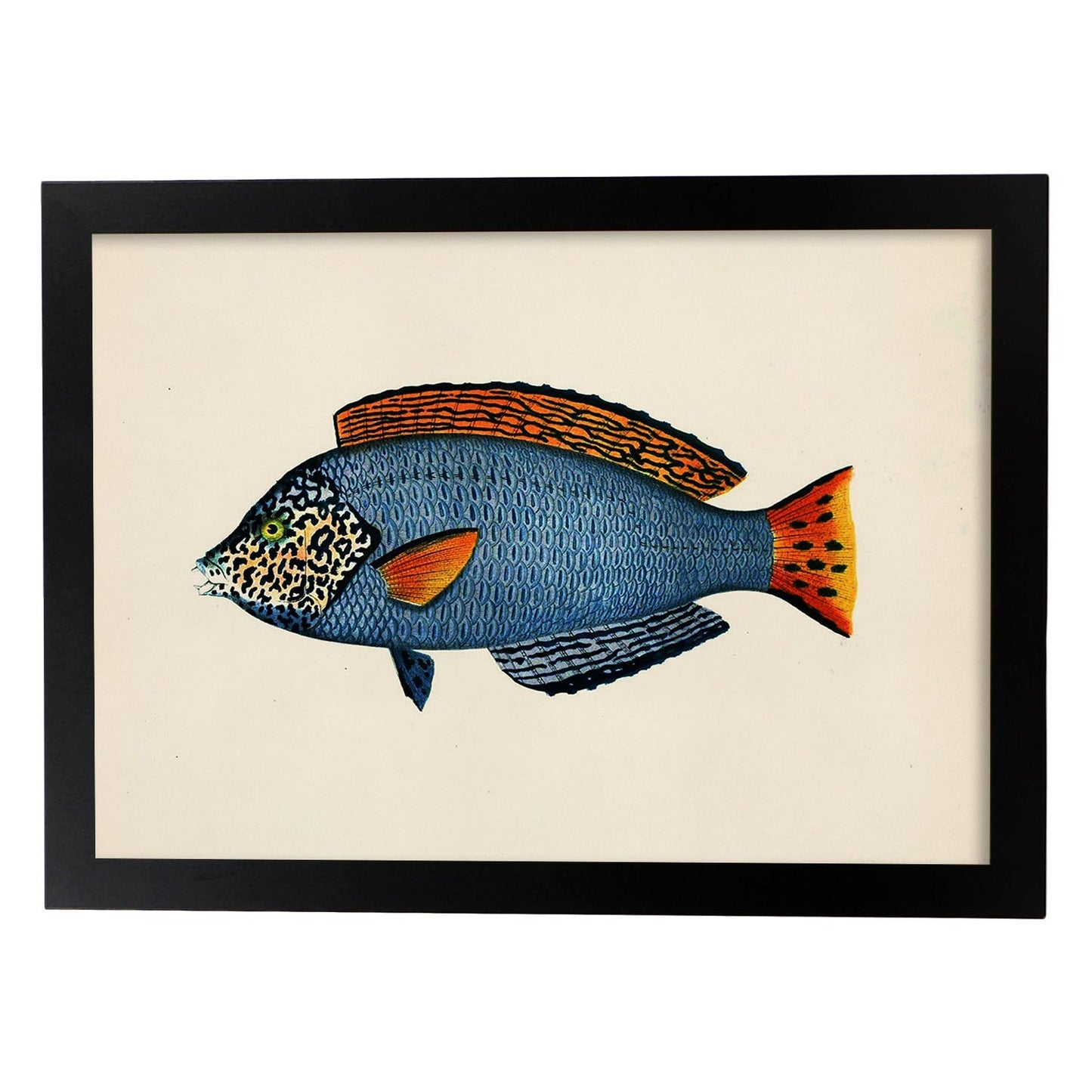 Lámina de pez azul, rojo y negro en , fondo papel vintage.-Artwork-Nacnic-A4-Marco Negro-Nacnic Estudio SL