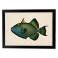Lámina de pez Azul, Verde Amarillo en , Fondo Papel Vintage Poster Papel 250 gr Marco-Artwork-Nacnic-A3-Marco Negro-Nacnic Estudio SL