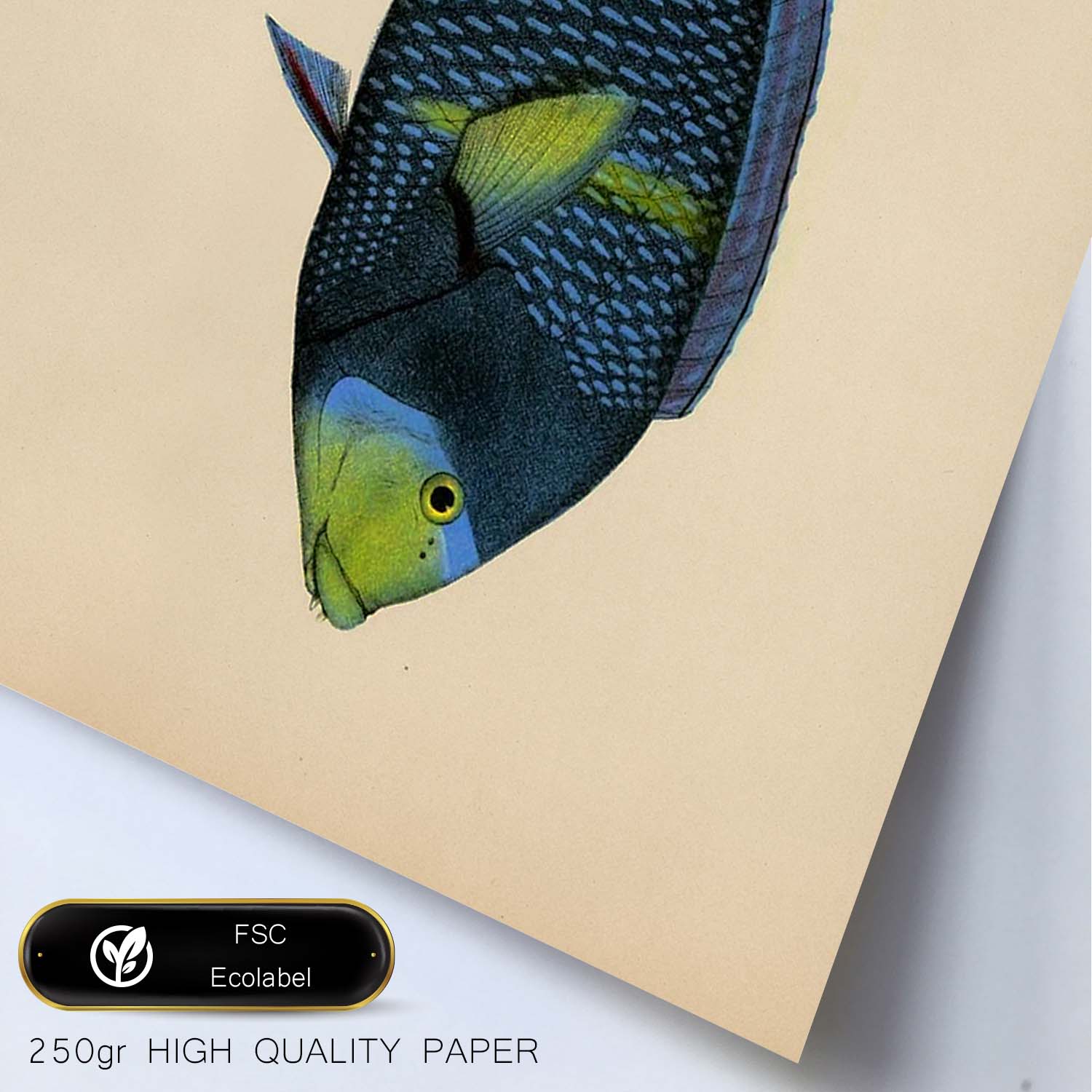 Lámina de pez azul y verde en , fondo papel vintage.-Artwork-Nacnic-Nacnic Estudio SL
