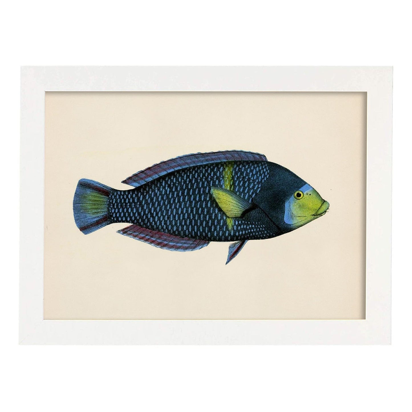 Lámina de pez azul y verde en , fondo papel vintage.-Artwork-Nacnic-A3-Marco Blanco-Nacnic Estudio SL