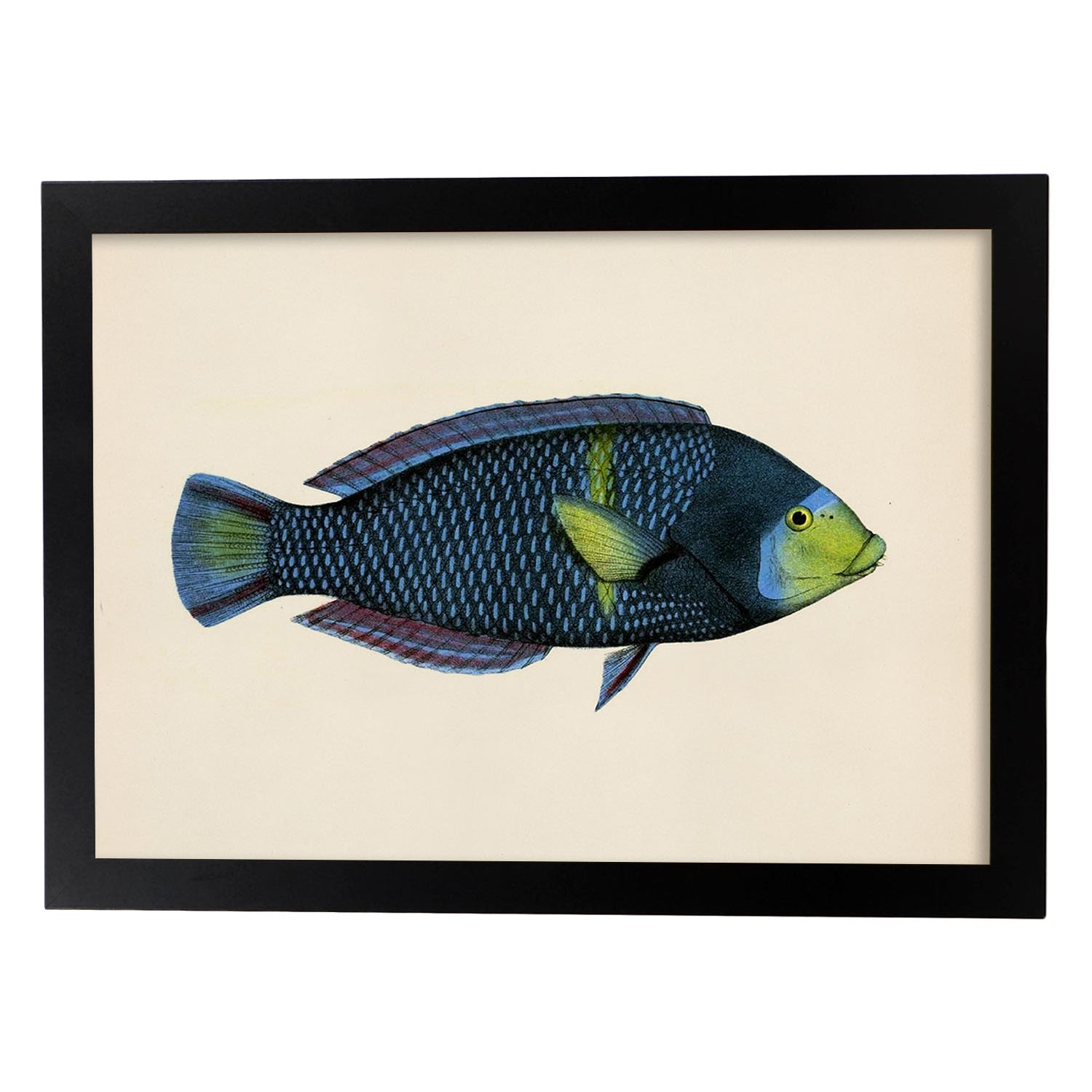 Lámina de pez azul y verde en , fondo papel vintage.-Artwork-Nacnic-A3-Marco Negro-Nacnic Estudio SL