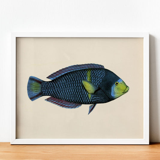 Lámina de pez azul y verde en , fondo papel vintage.-Artwork-Nacnic-Nacnic Estudio SL