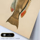Lámina de pez beige, naranja y negro en , fondo papel vintage.-Artwork-Nacnic-Nacnic Estudio SL