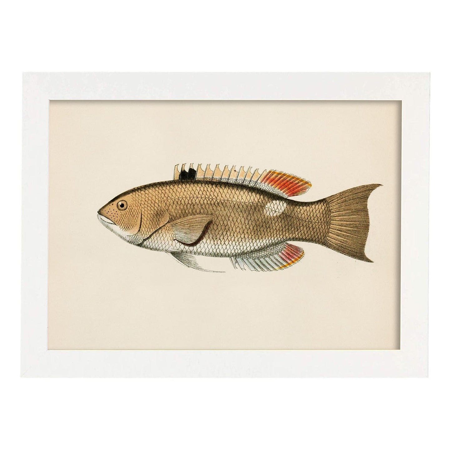 Lámina de pez beige, naranja y negro en , fondo papel vintage.-Artwork-Nacnic-A3-Marco Blanco-Nacnic Estudio SL
