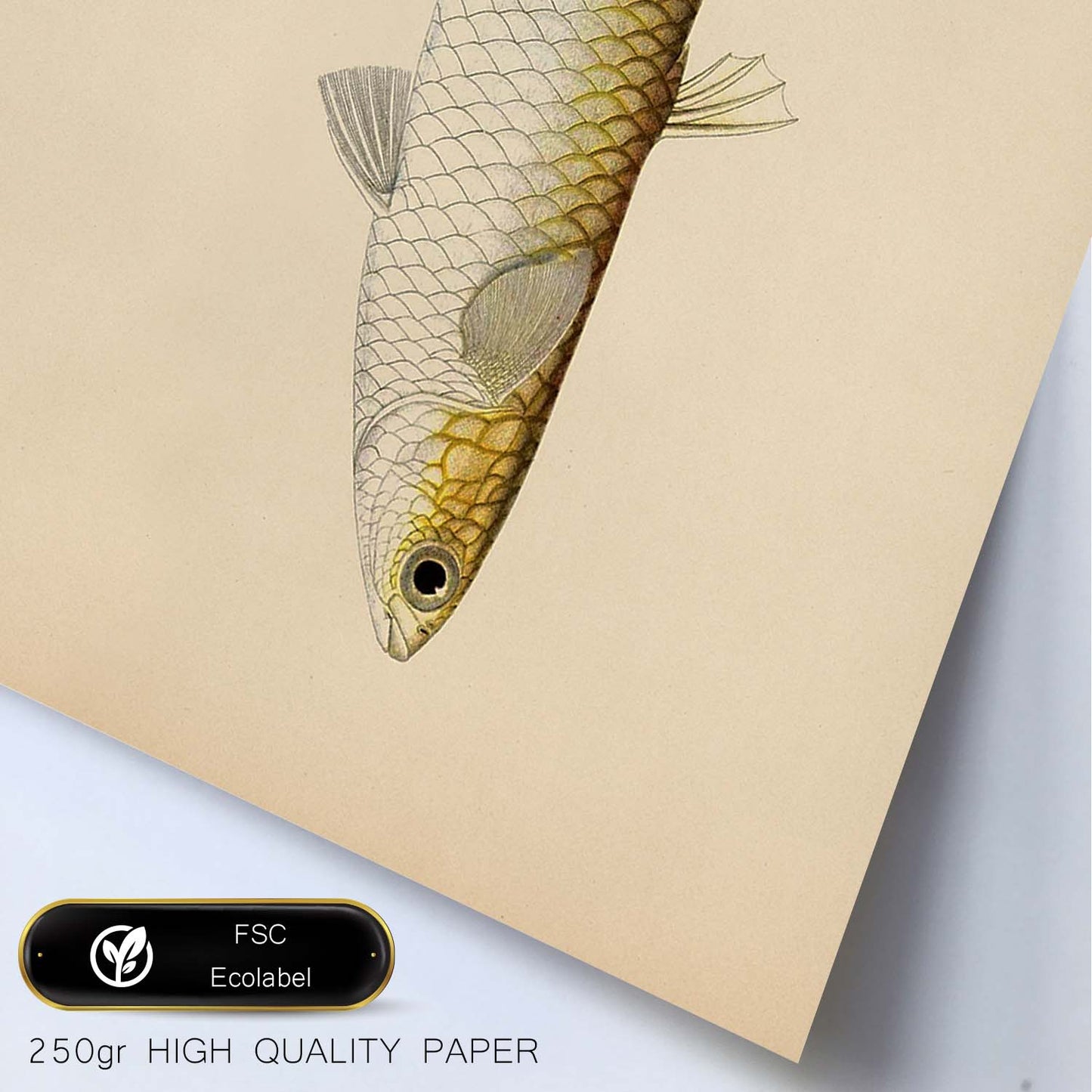 Lámina de pez blanco amarillo y gris en , fondo papel vintage.-Artwork-Nacnic-Nacnic Estudio SL