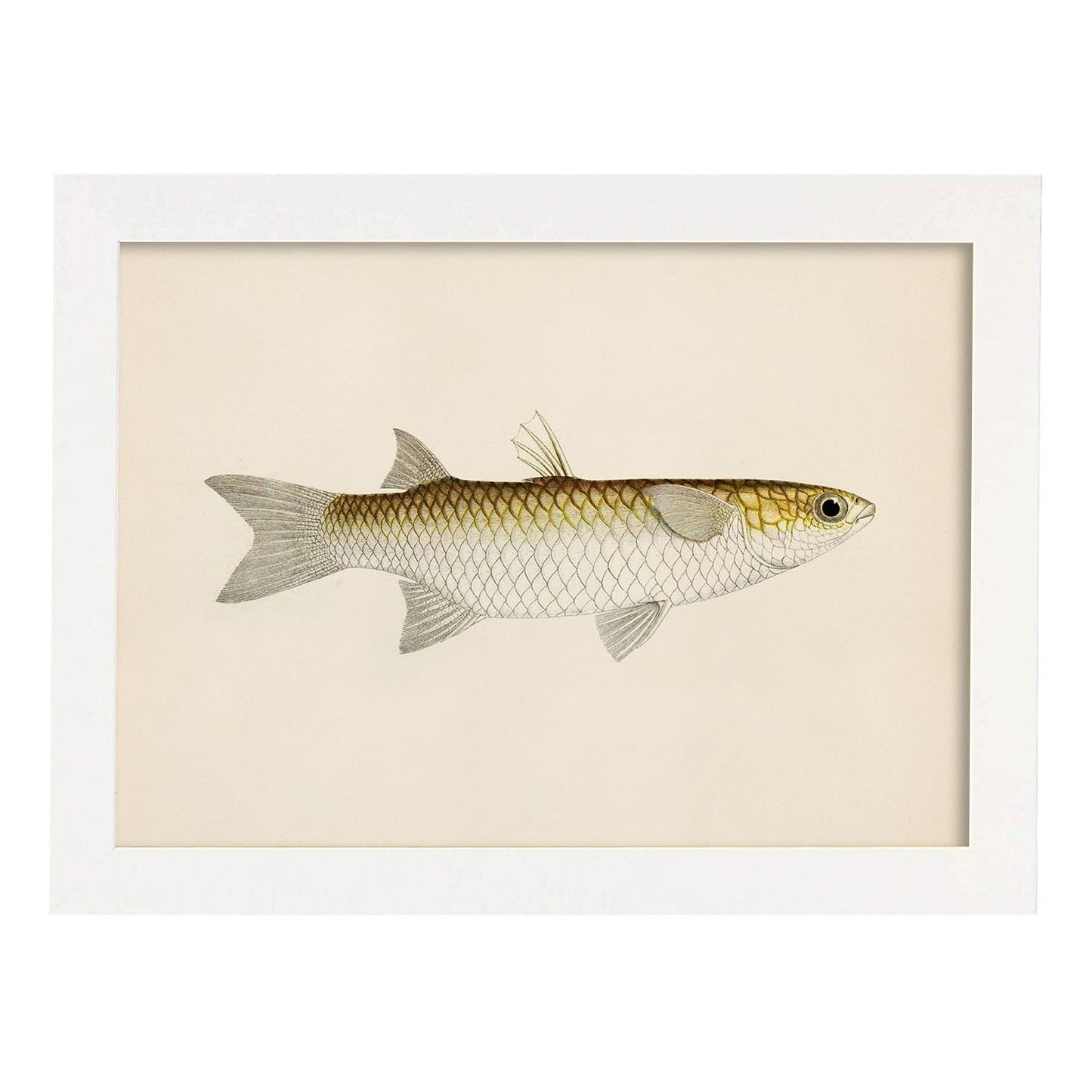 Lámina de pez blanco amarillo y gris en , fondo papel vintage.-Artwork-Nacnic-A3-Marco Blanco-Nacnic Estudio SL