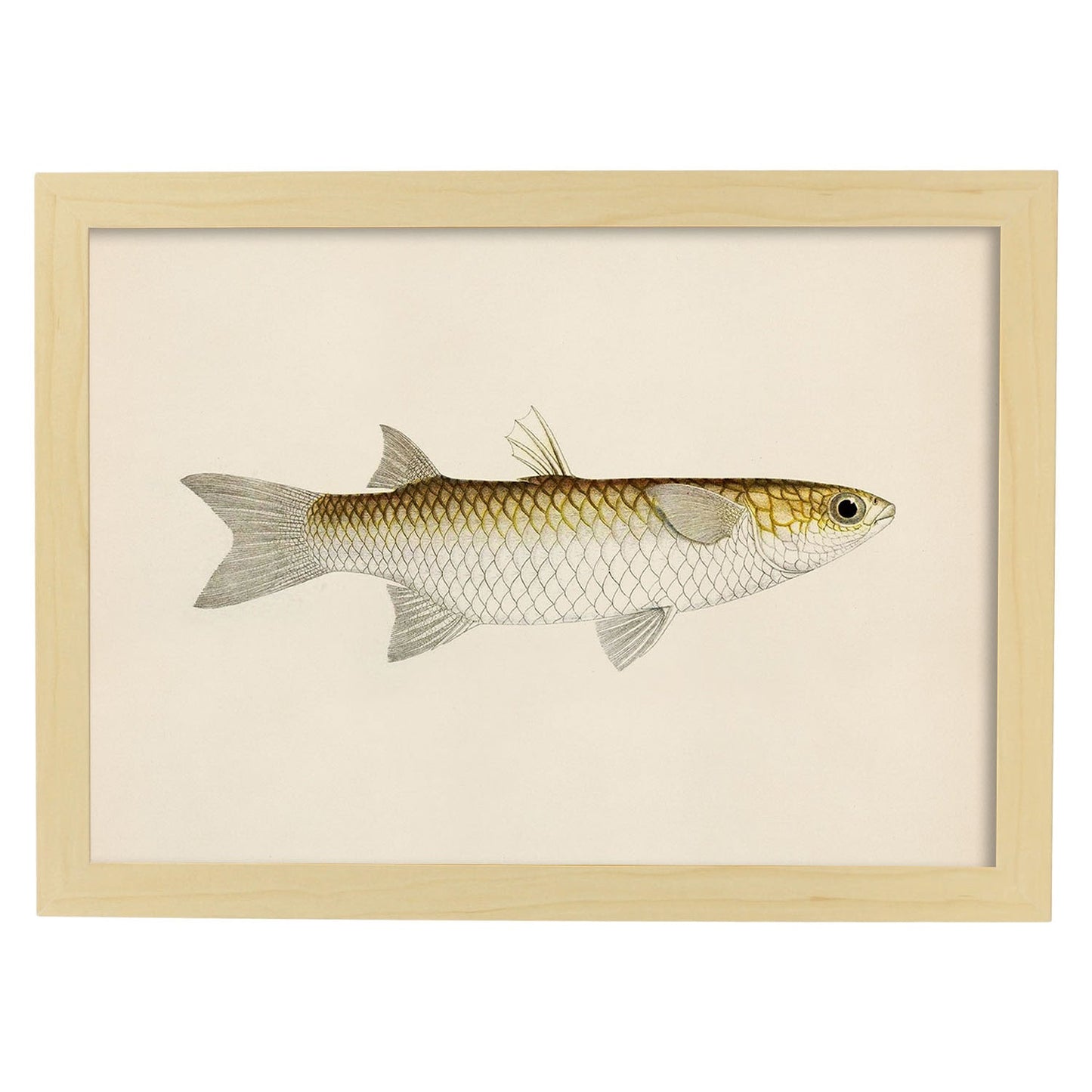 Lámina de pez blanco amarillo y gris en , fondo papel vintage.-Artwork-Nacnic-A3-Marco Madera clara-Nacnic Estudio SL