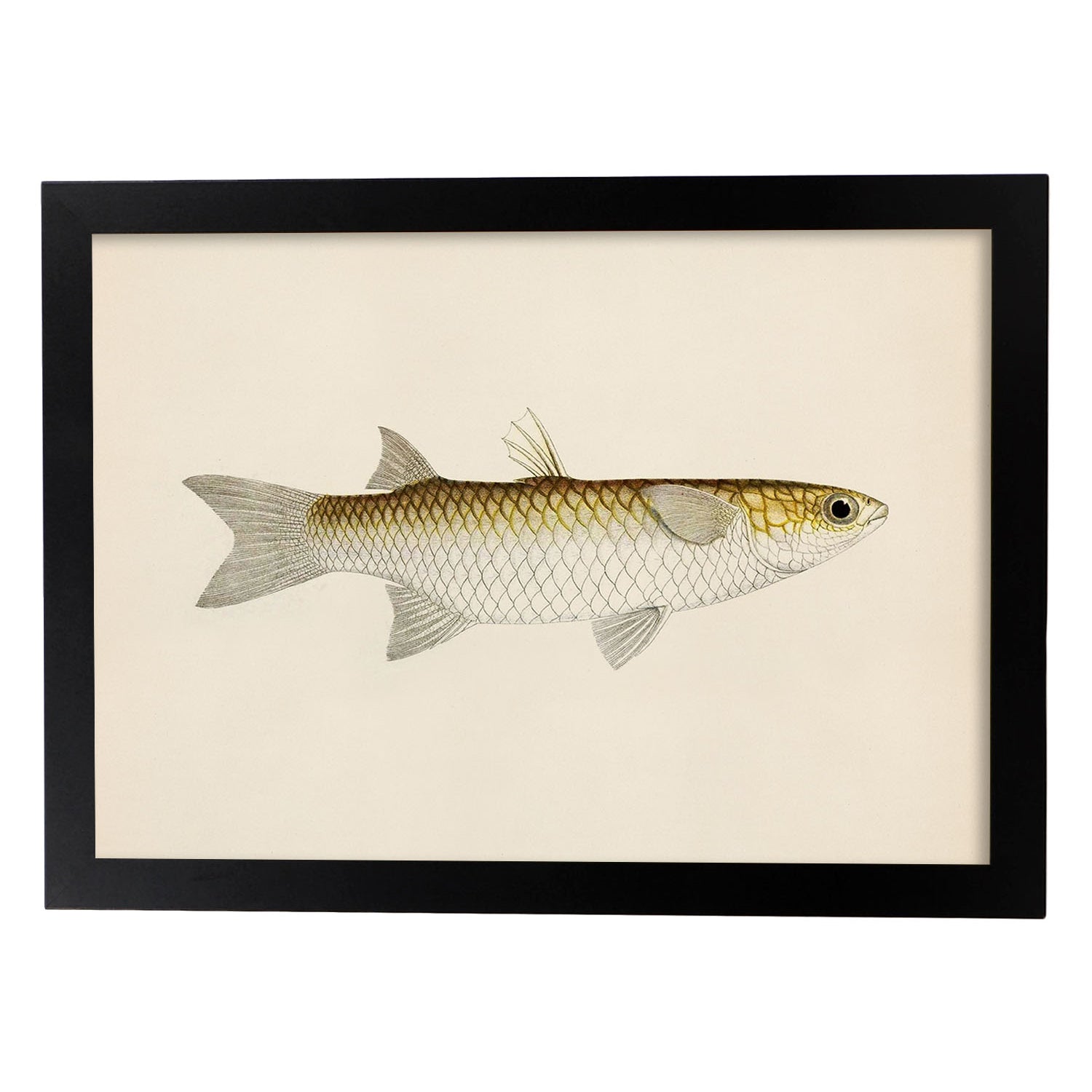 Lámina de pez blanco amarillo y gris en , fondo papel vintage.-Artwork-Nacnic-A3-Marco Negro-Nacnic Estudio SL