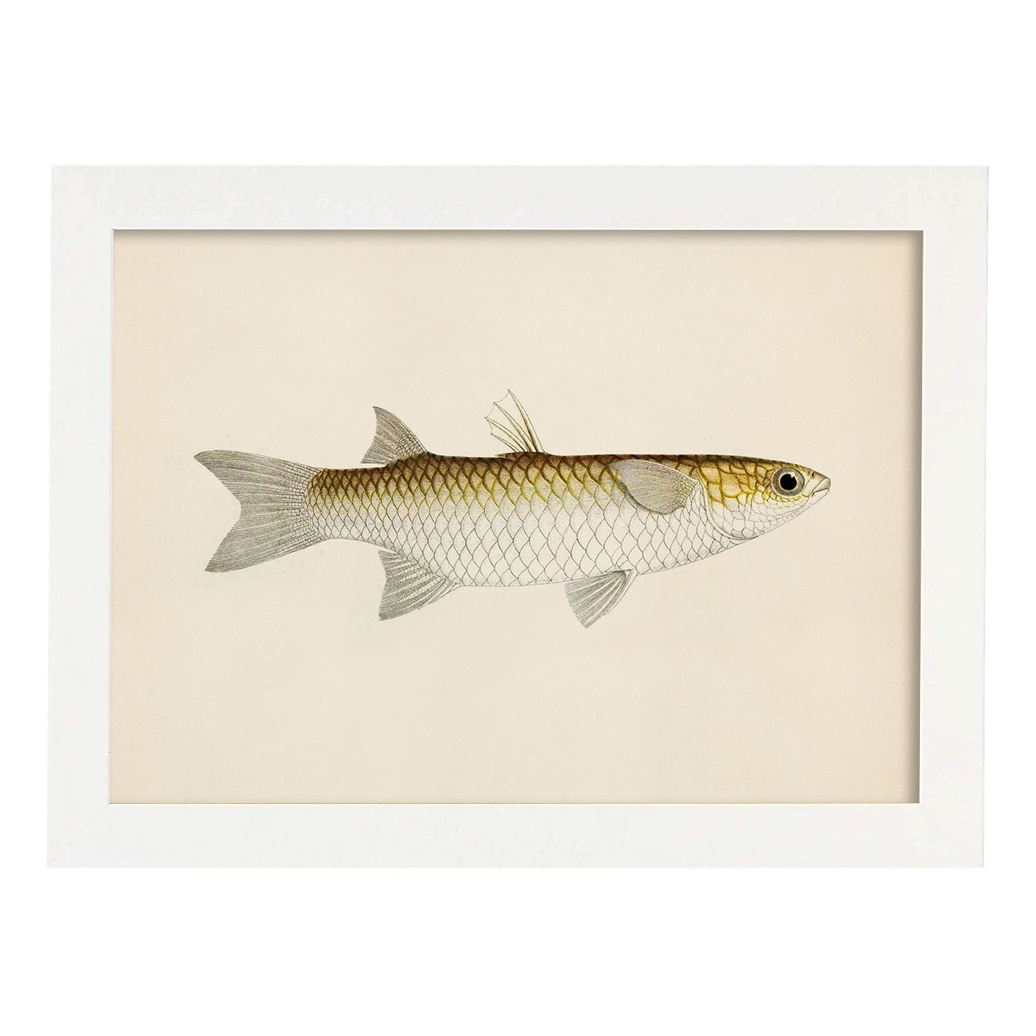 Lámina de pez blanco amarillo y gris en , fondo papel vintage.-Artwork-Nacnic-A4-Marco Blanco-Nacnic Estudio SL