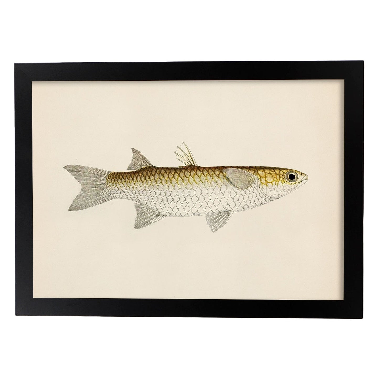 Lámina de pez blanco amarillo y gris en , fondo papel vintage.-Artwork-Nacnic-A4-Marco Negro-Nacnic Estudio SL
