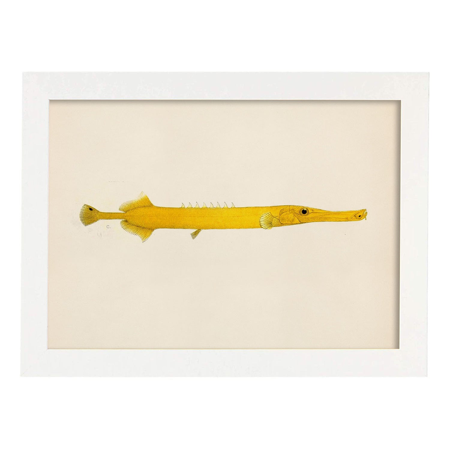 Lámina de pez lago amarillo en , fondo papel vintage.-Artwork-Nacnic-A3-Marco Blanco-Nacnic Estudio SL
