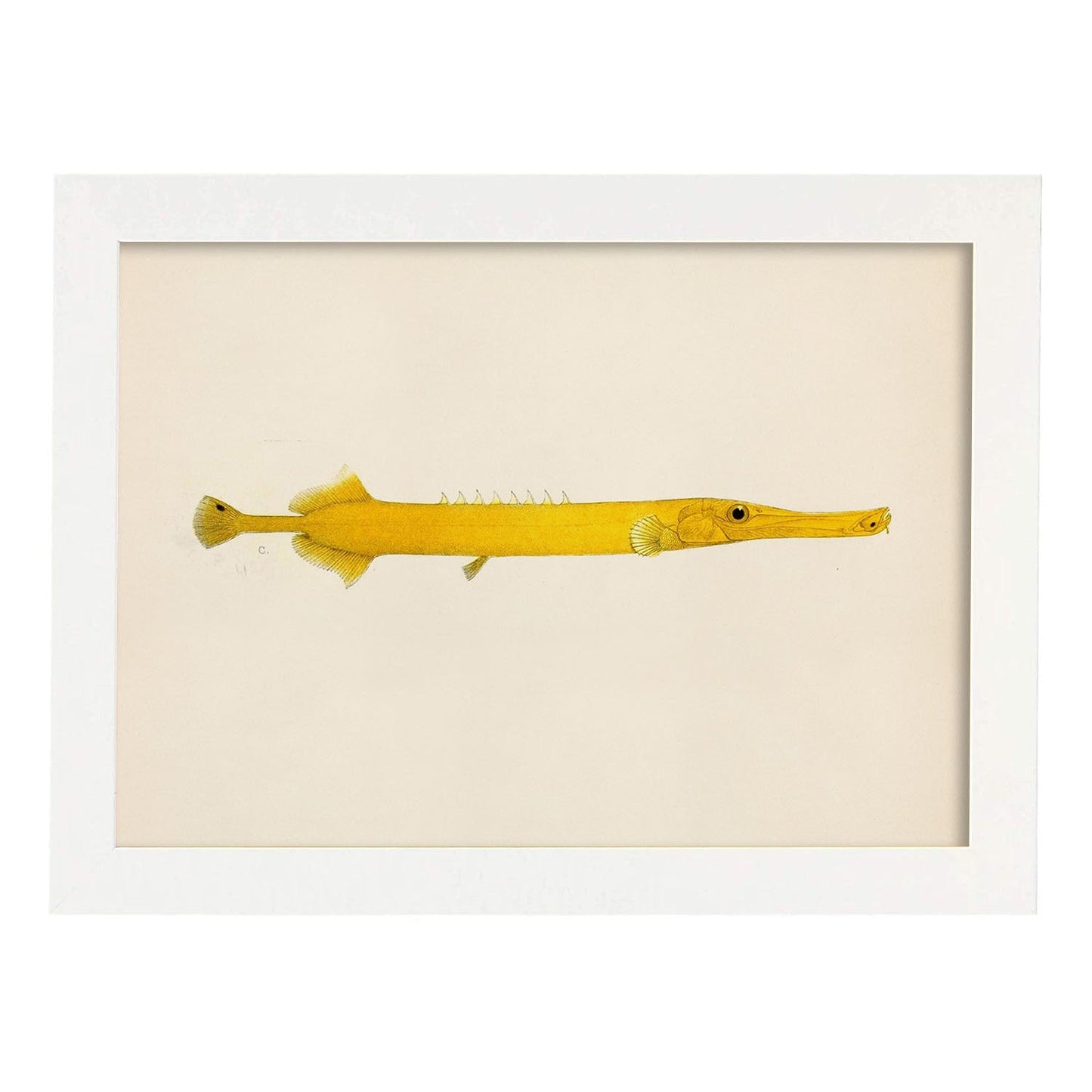 Lámina de pez lago amarillo en , fondo papel vintage.-Artwork-Nacnic-A4-Marco Blanco-Nacnic Estudio SL