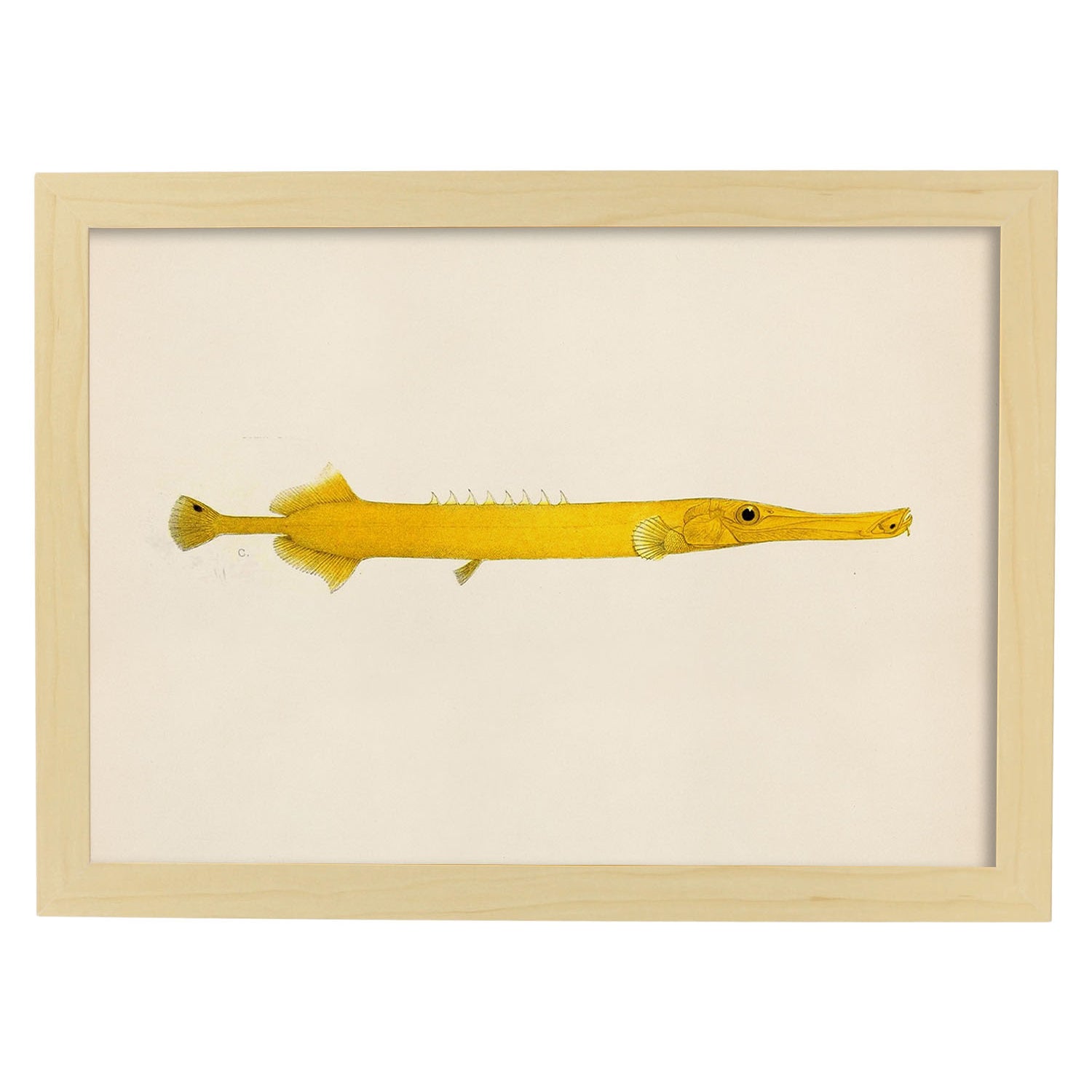 Lámina de pez lago amarillo en , fondo papel vintage.-Artwork-Nacnic-A4-Marco Madera clara-Nacnic Estudio SL