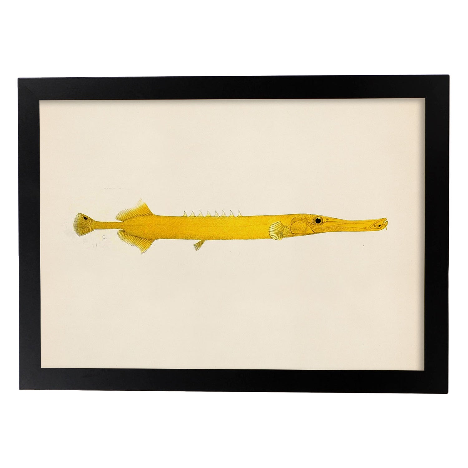 Lámina de pez lago amarillo en , fondo papel vintage.-Artwork-Nacnic-A4-Marco Negro-Nacnic Estudio SL