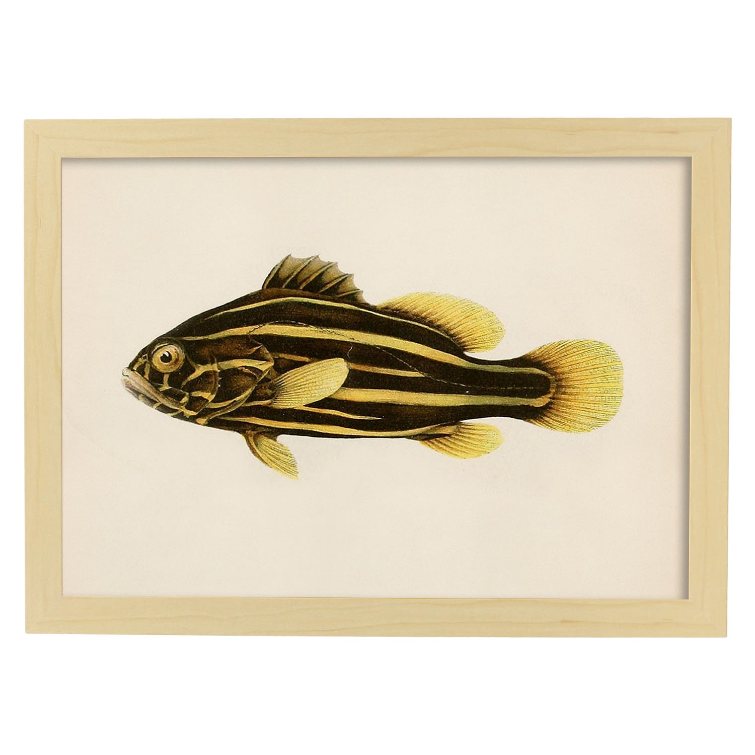 Lámina de pez lineas amarillas y marrones en , fondo papel vintage.-Artwork-Nacnic-A3-Marco Madera clara-Nacnic Estudio SL