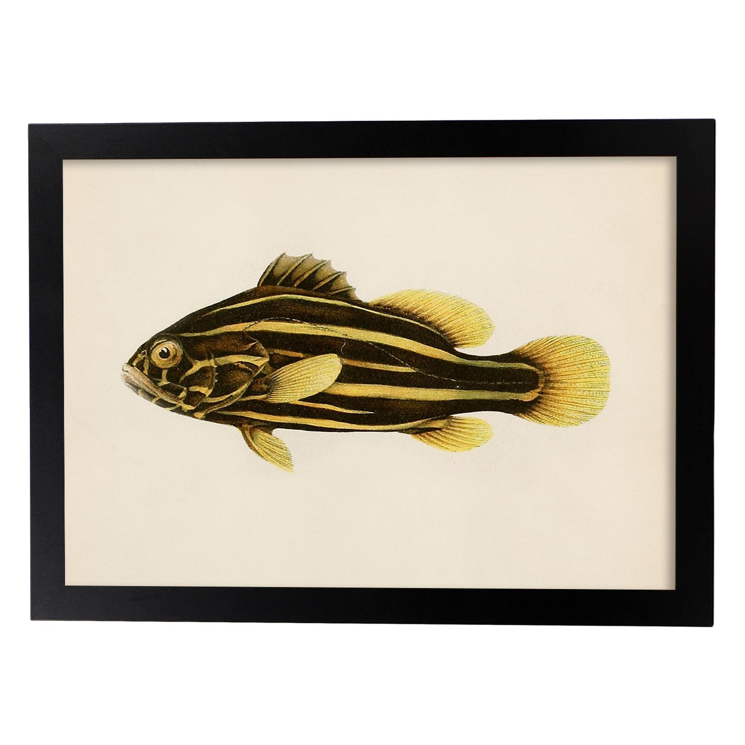 Lámina de pez lineas amarillas y marrones en , fondo papel vintage.-Artwork-Nacnic-A3-Marco Negro-Nacnic Estudio SL