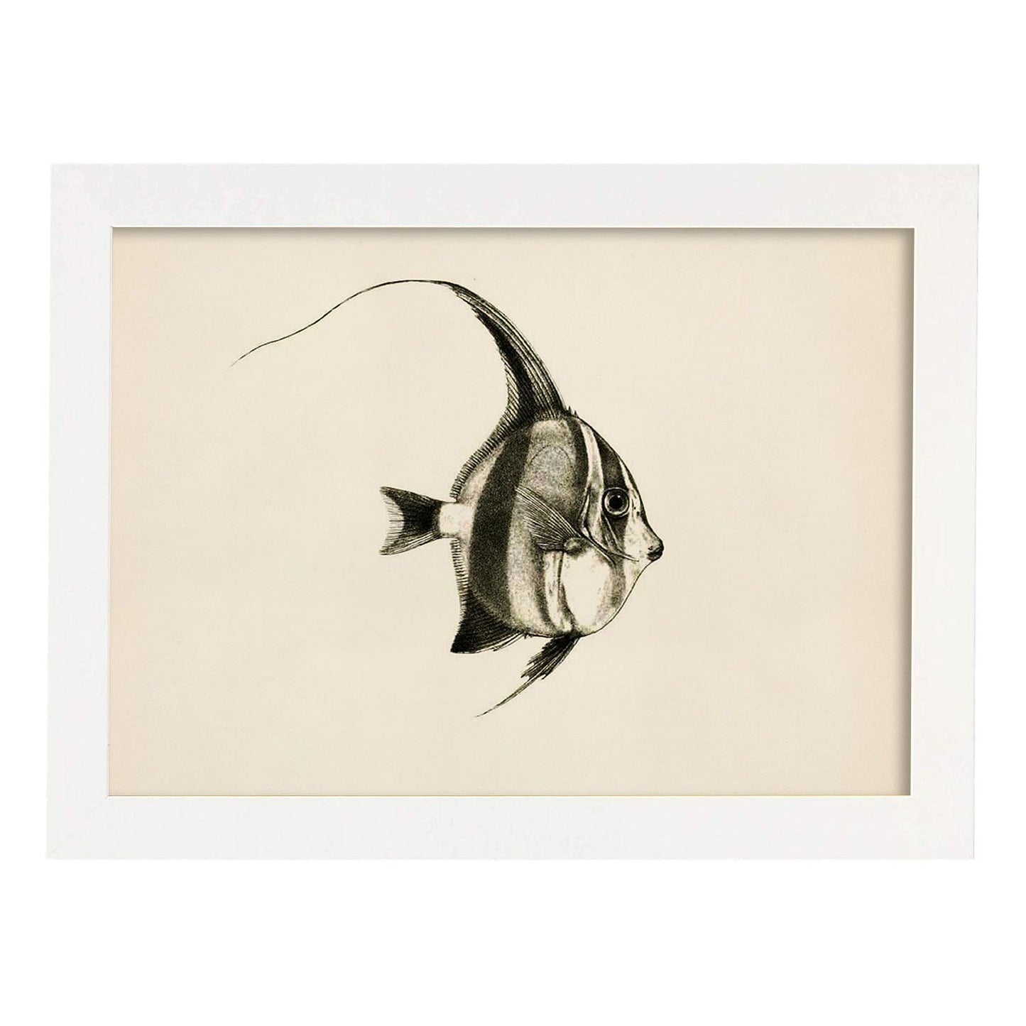 Lámina de pez lineas negro blanco y gris en , fondo papel vintage.-Artwork-Nacnic-A3-Marco Blanco-Nacnic Estudio SL
