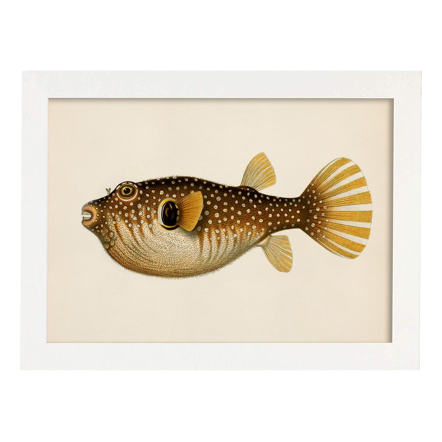 Lámina de pez marron, amarillo en , fondo papel vintage.-Artwork-Nacnic-A3-Marco Blanco-Nacnic Estudio SL