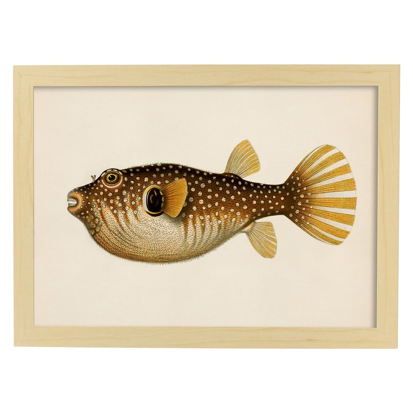 Lámina de pez marron, amarillo en , fondo papel vintage.-Artwork-Nacnic-A3-Marco Madera clara-Nacnic Estudio SL