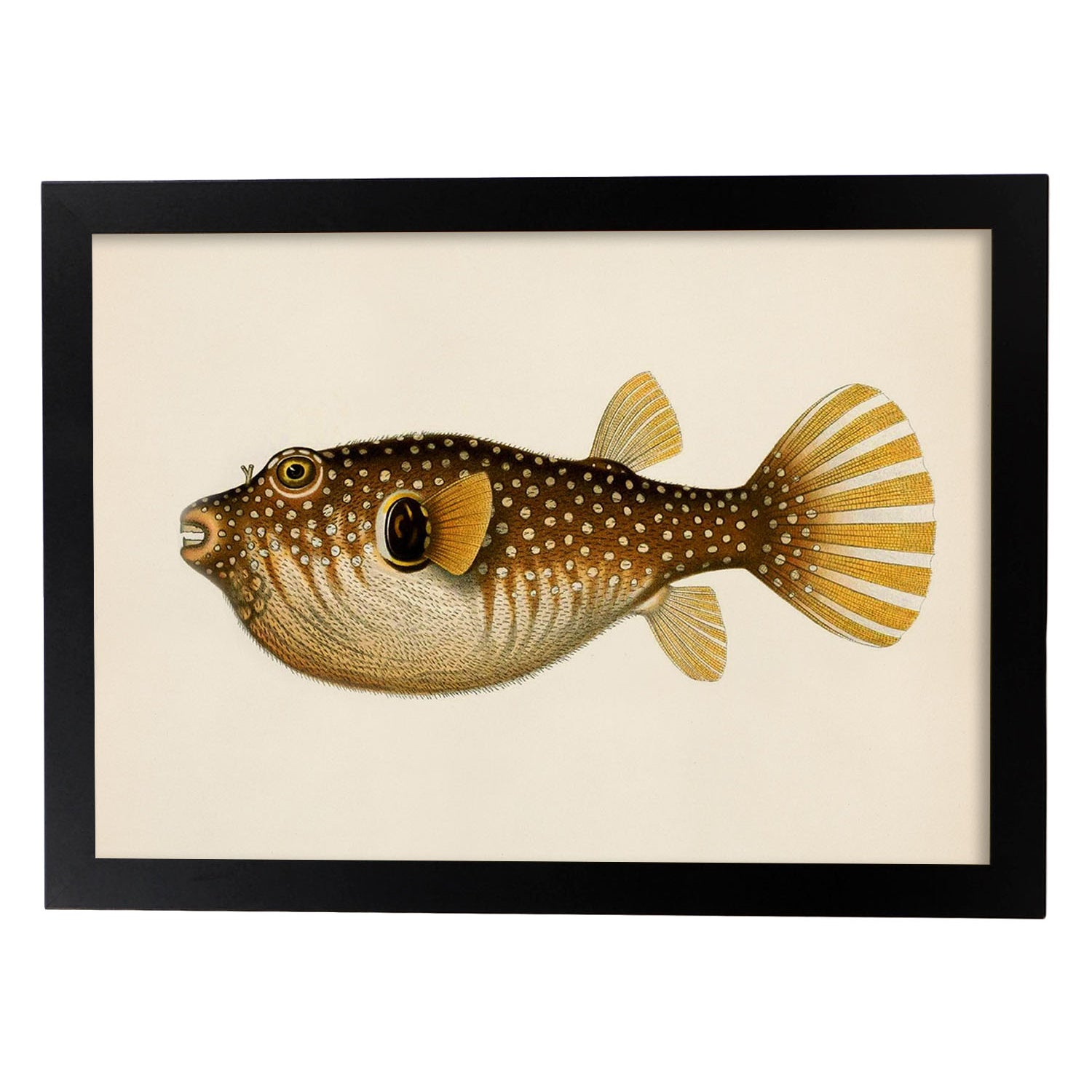 Lámina de pez marron, amarillo en , fondo papel vintage.-Artwork-Nacnic-A3-Marco Negro-Nacnic Estudio SL